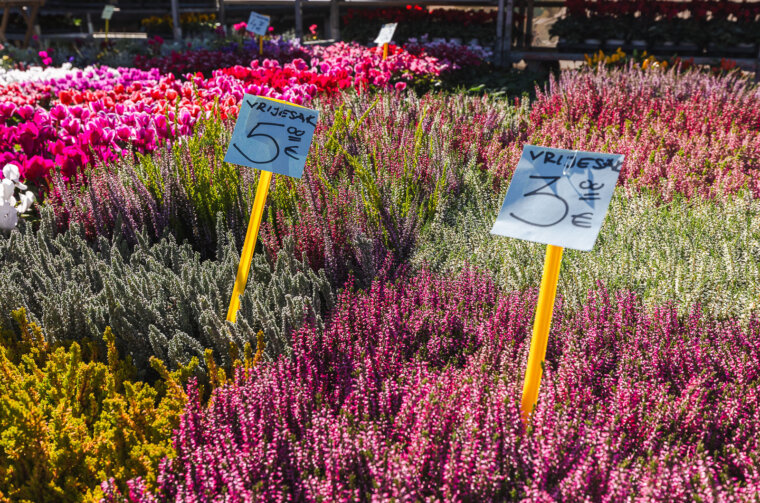 Cvjetni sajam kod Konta-0880 Cvjetni sajam kod Konta-0880