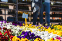 Cvjetni sajam kod Konta-0881 Cvjetni sajam kod Konta-0881