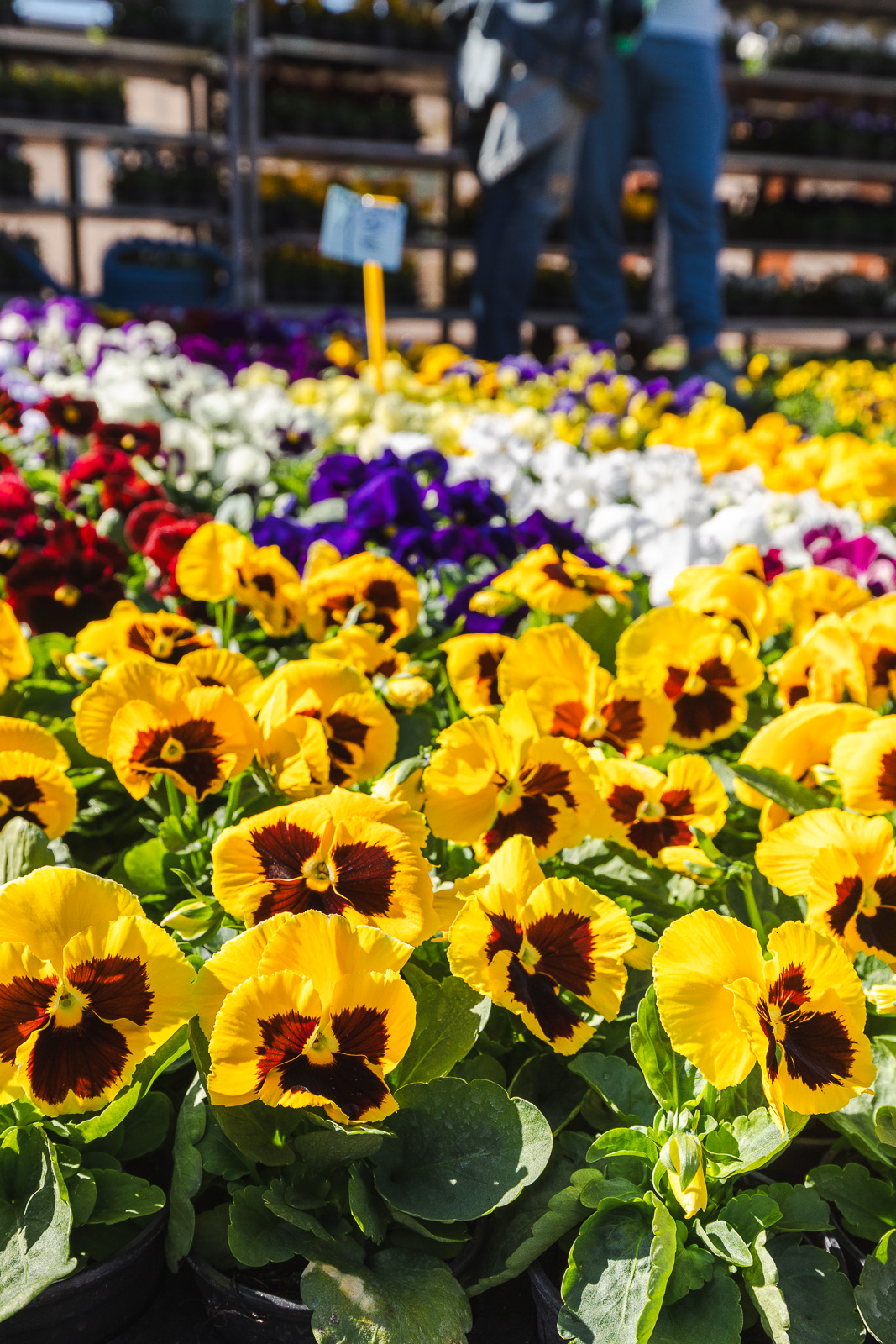 Cvjetni sajam kod Konta-0881 Cvjetni sajam kod Konta-0881