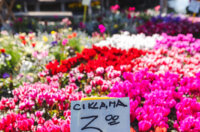 Cvjetni sajam kod Konta-0882 Cvjetni sajam kod Konta-0882