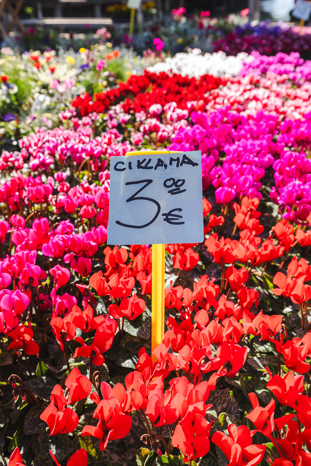 Cvjetni sajam kod Konta-0882 Cvjetni sajam kod Konta-0882