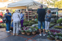 Cvjetni sajam kod Konta-0895 Cvjetni sajam kod Konta-0895