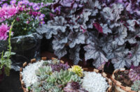 Cvjetni sajam kod Konta-0897 Cvjetni sajam kod Konta-0897