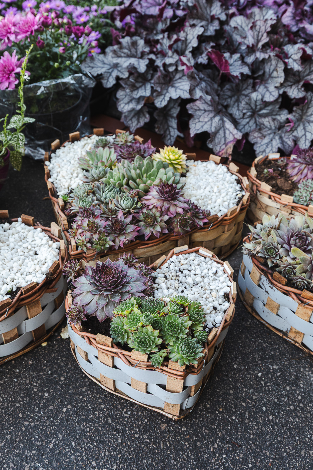 Cvjetni sajam kod Konta-0897 Cvjetni sajam kod Konta-0897