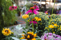 Cvjetni sajam kod Konta-0900 Cvjetni sajam kod Konta-0900