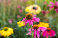 Cvjetni sajam kod Konta-0905 Cvjetni sajam kod Konta-0905