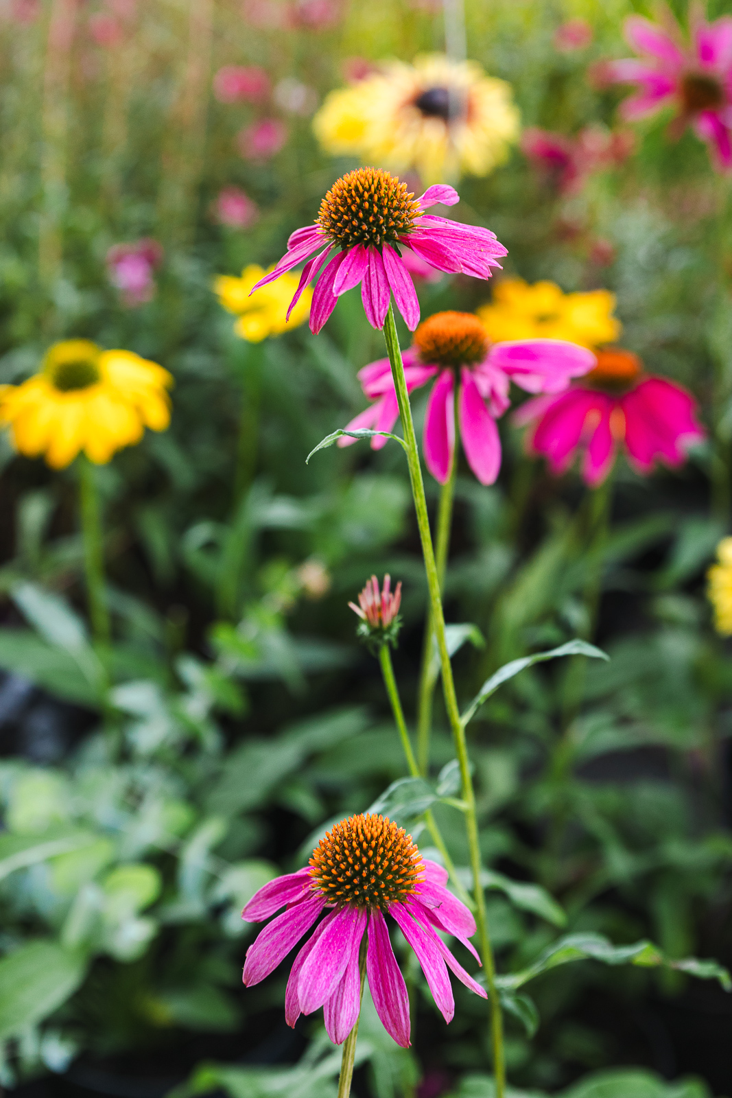 Cvjetni sajam kod Konta-0905 Cvjetni sajam kod Konta-0905