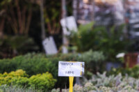 Cvjetni sajam kod Konta-0911 Cvjetni sajam kod Konta-0911