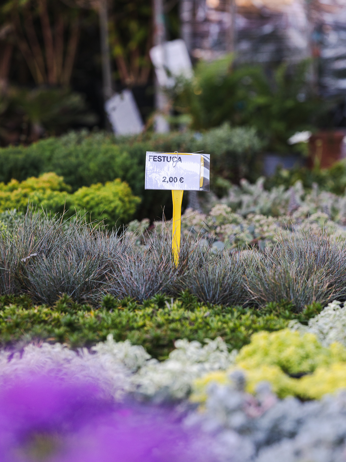 Cvjetni sajam kod Konta-0911 Cvjetni sajam kod Konta-0911