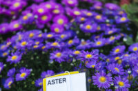 Cvjetni sajam kod Konta-0913 Cvjetni sajam kod Konta-0913