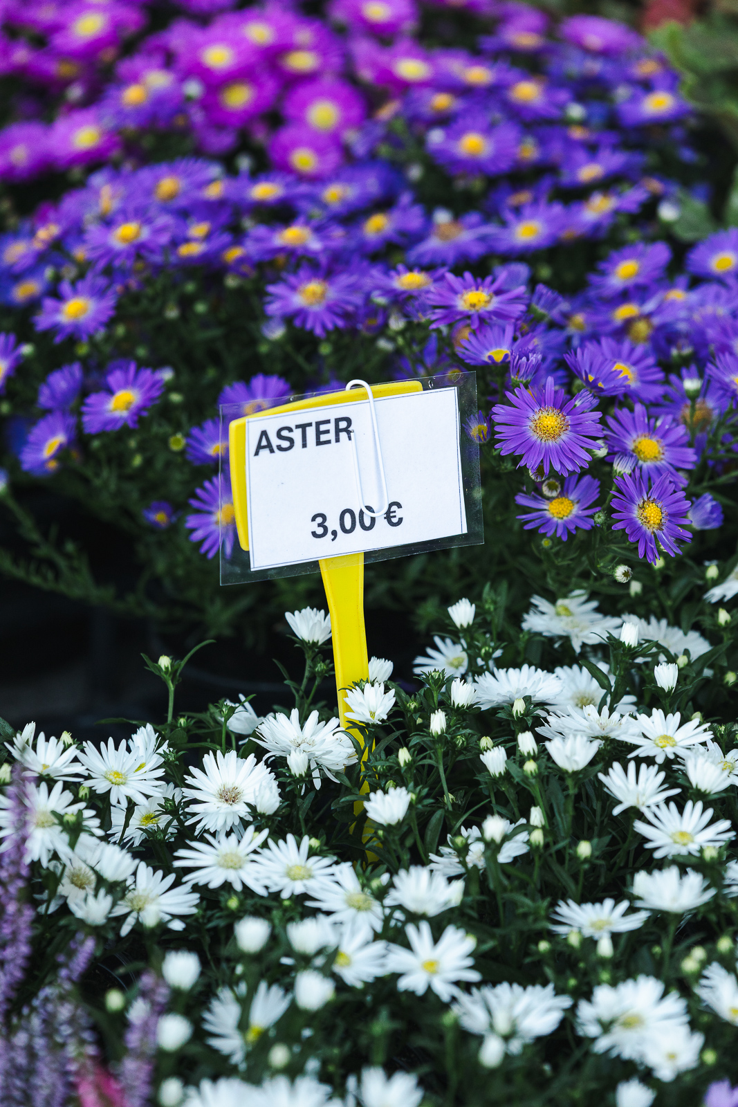 Cvjetni sajam kod Konta-0913 Cvjetni sajam kod Konta-0913