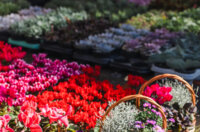 Cvjetni sajam kod Konta-0915 Cvjetni sajam kod Konta-0915