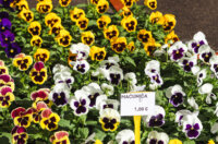 Cvjetni sajam kod Konta-0916 Cvjetni sajam kod Konta-0916