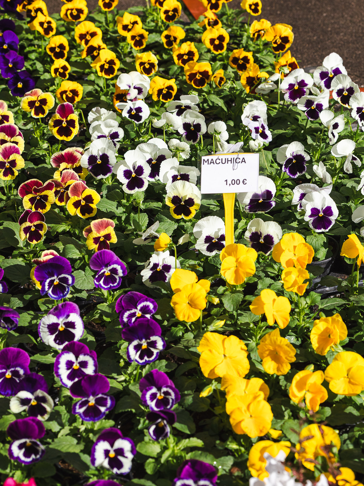 Cvjetni sajam kod Konta-0916 Cvjetni sajam kod Konta-0916