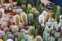 Cvjetni sajam kod Konta-0918 Cvjetni sajam kod Konta-0918