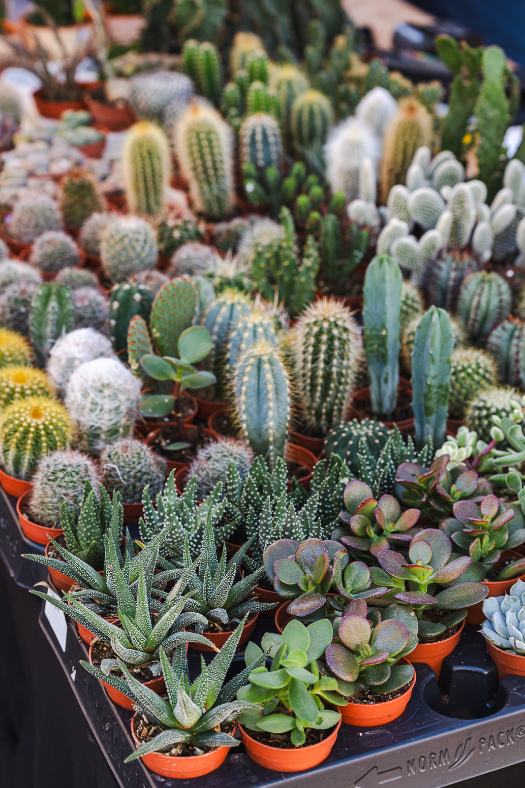 Cvjetni sajam kod Konta-0918 Cvjetni sajam kod Konta-0918