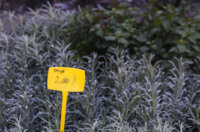 Cvjetni sajam kod Konta-0927 Cvjetni sajam kod Konta-0927