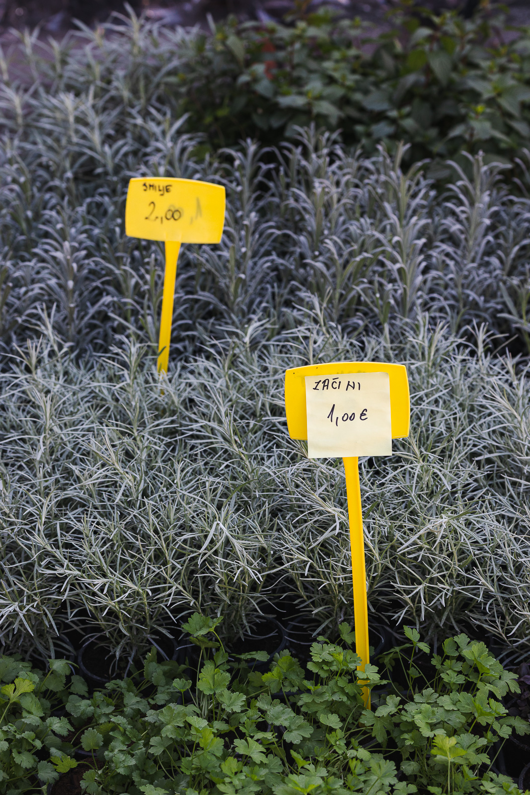 Cvjetni sajam kod Konta-0927 Cvjetni sajam kod Konta-0927