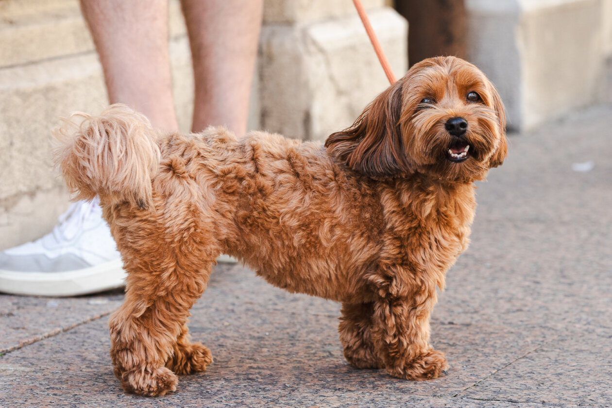 Klikom po Korzu 12.9.-8678