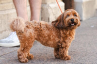 Klikom po Korzu 12.9.-8678