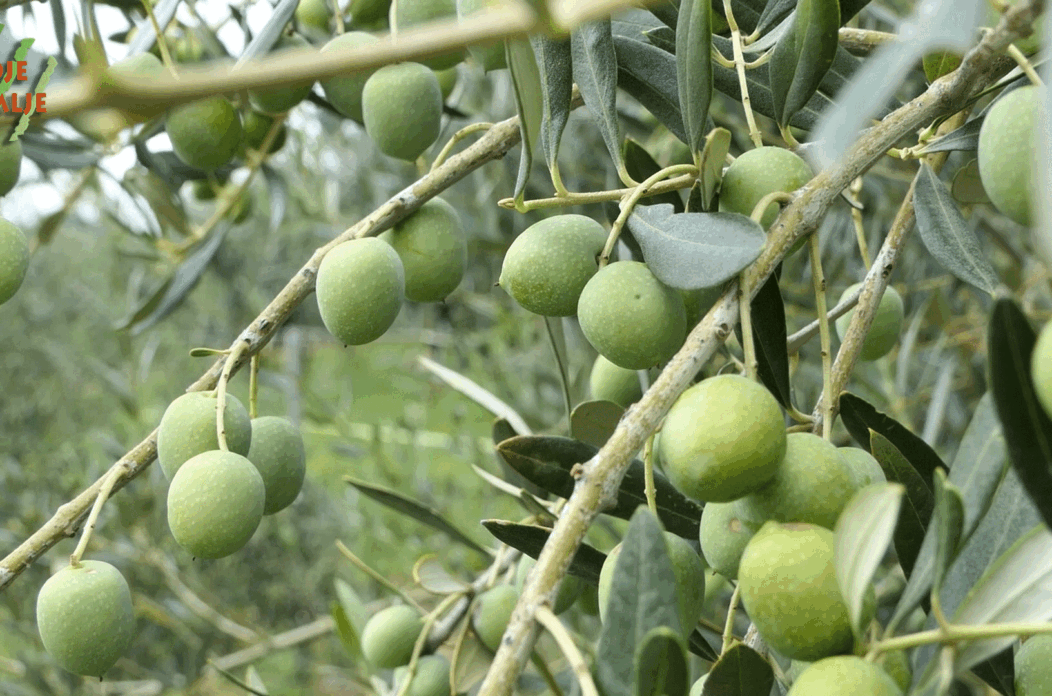 Najsjevernije-masline-4 (1) Najsjevernije-masline-4 (1)