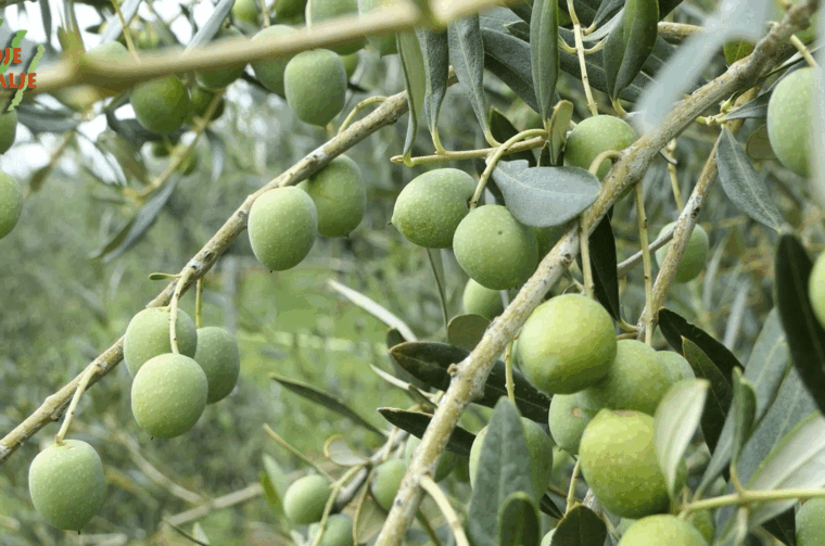 Najsjevernije-masline-4 (1)