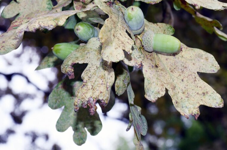 Žir – plod hrasta