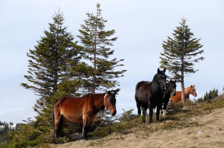 Velebit u proljeće prekriven snijegom