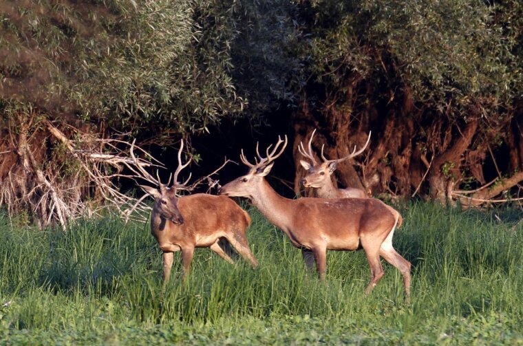 Park prirode Kopa?ki rit: Rika jelena u doba parenja