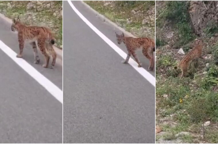 RIS DELNICE Naslovna