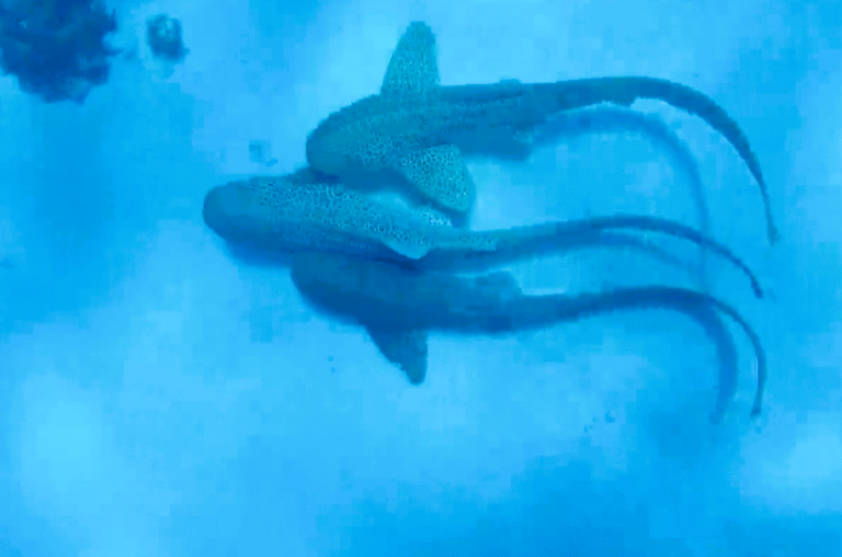 morski psi trojac rtl