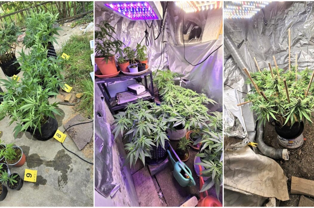 policija konoplja policija konoplja