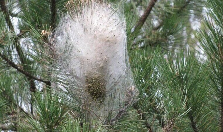 560960085_1359252739542876_754021232220635664_n