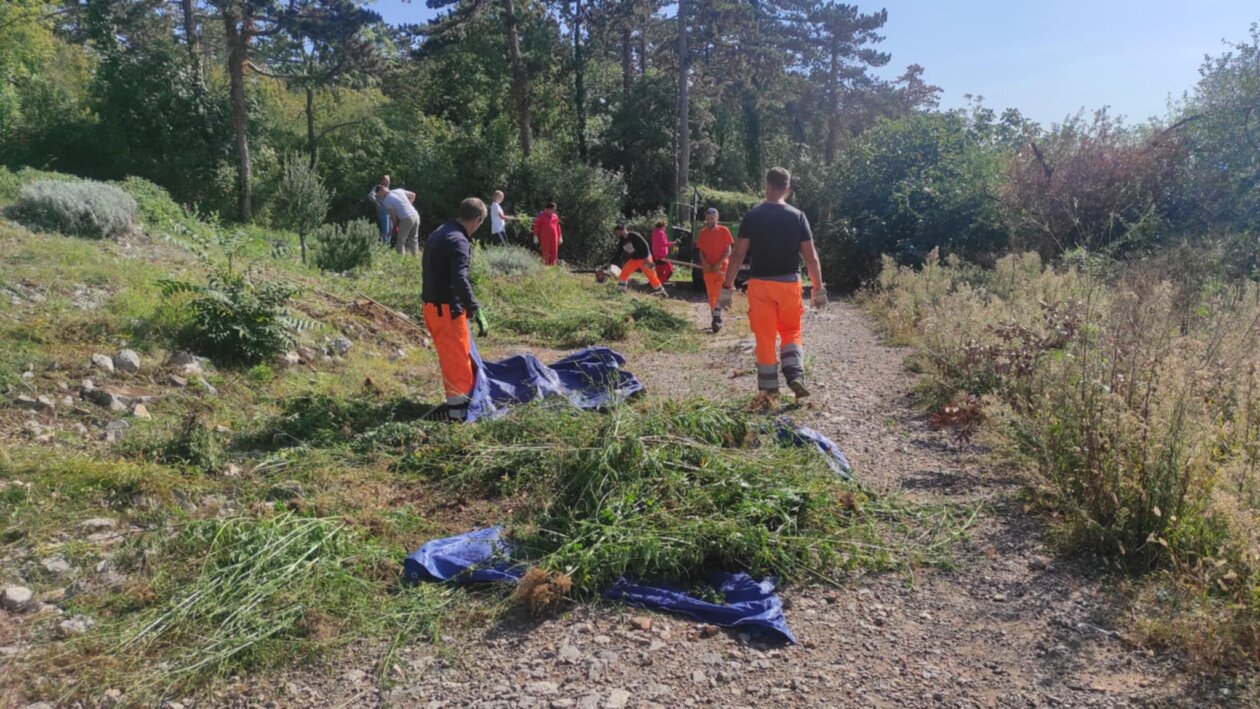 Ciscenje-nepozeljnog-zelenila-uz-pjesacki-put