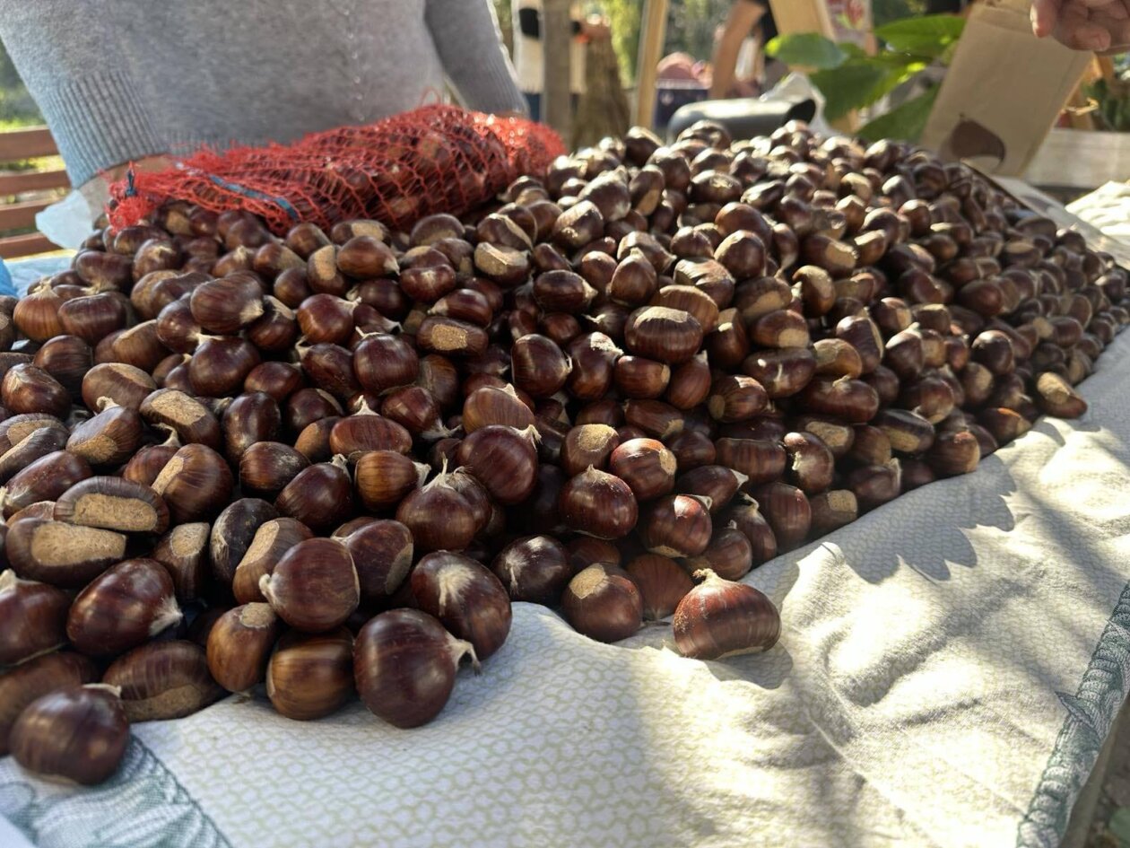 Dobreć 2025 marunada 1 Dobreć 2025 marunada 1