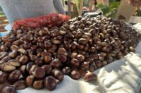 Dobreć 2025 marunada 1 Dobreć 2025 marunada 1