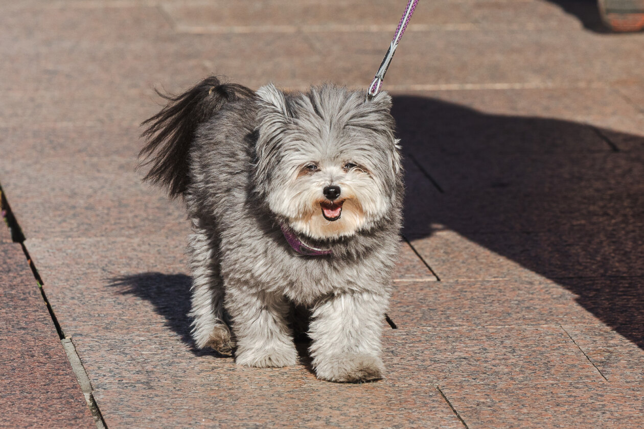 Klikom po Korzu 3.10.-3668