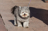 Klikom po Korzu 3.10.-3668