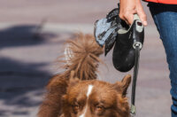 Klikom po Korzu 3.10.-3851