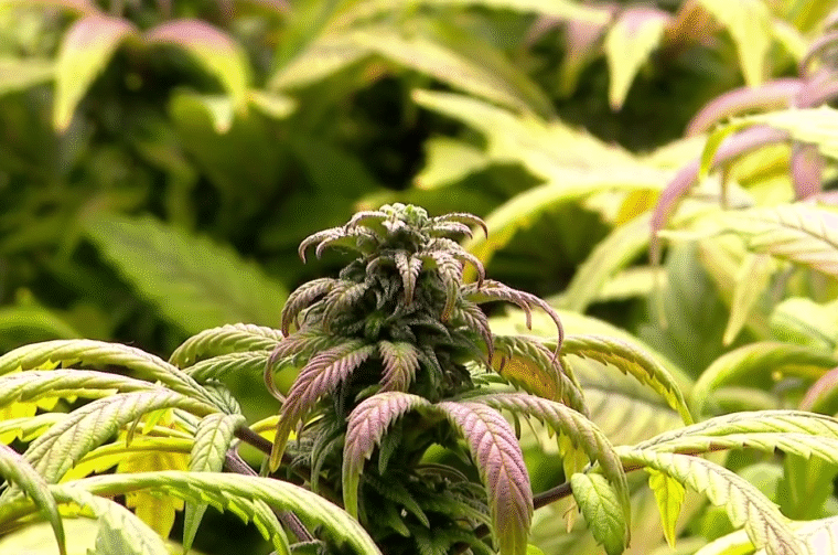 MARIHUANA ljubljana RTL 15