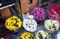 Rijeka: Prodaja krizantema uoči blagdana Svih svetih