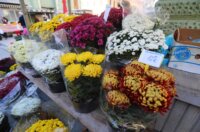 Rijeka: Prodaja krizantema uoči blagdana Svih svetih