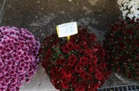Rijeka: Prodaja krizantema uoči blagdana Svih svetih
