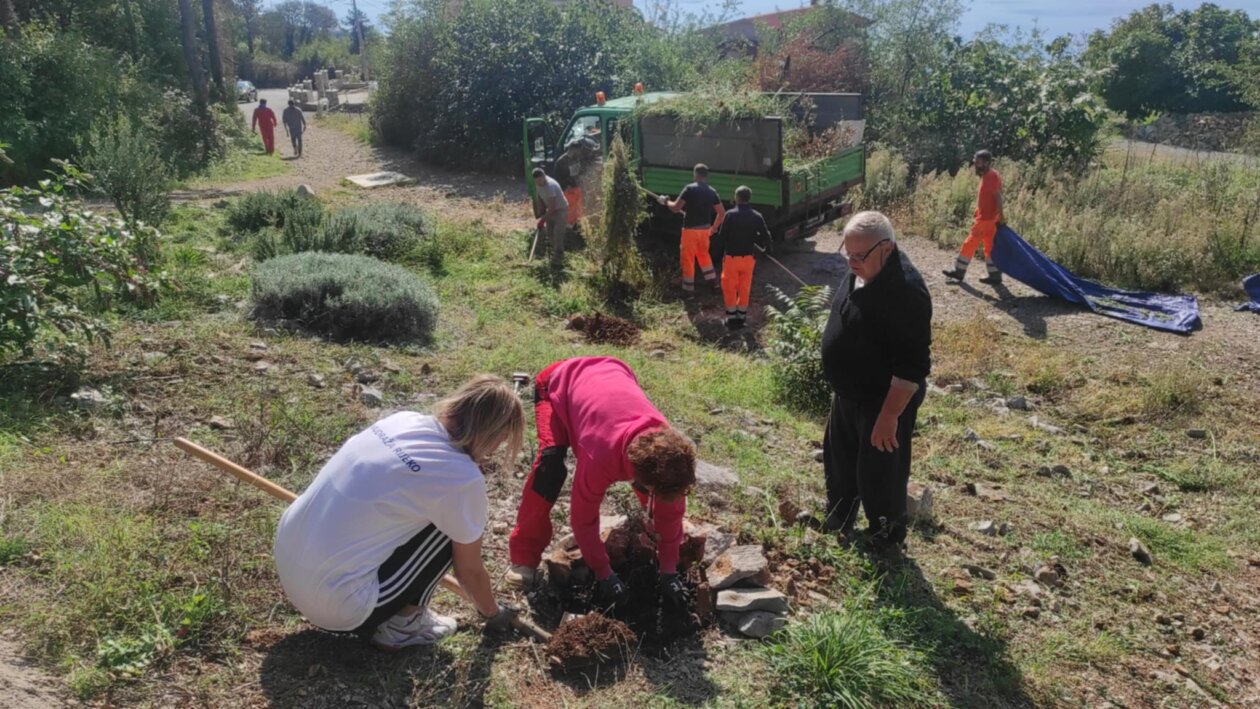 Sadnja-nove-sadnice-japanske-dunje