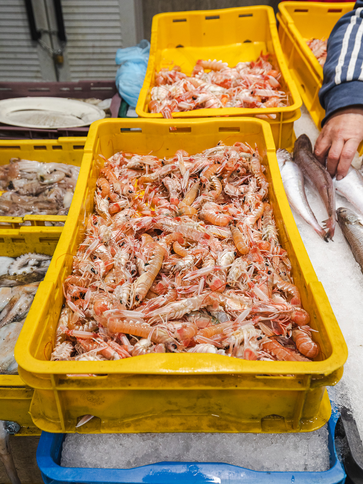 Tržnica ribarnica-4199