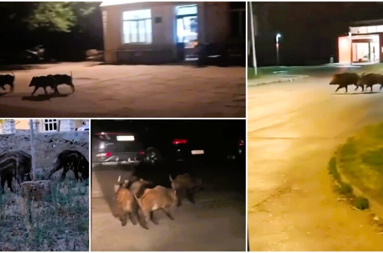 divlje svinje molat rtl