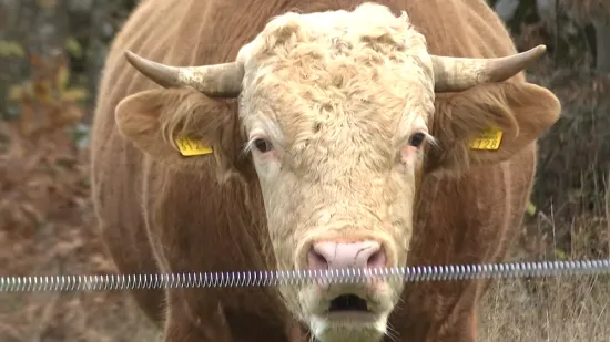 H-cb990261-b87a-476d-81e5-0969f055ab8a-550