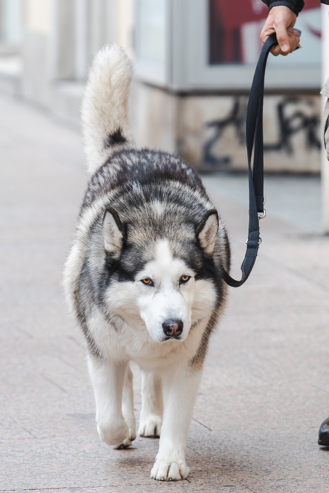 Klikom po Korzu 14.11.-9296