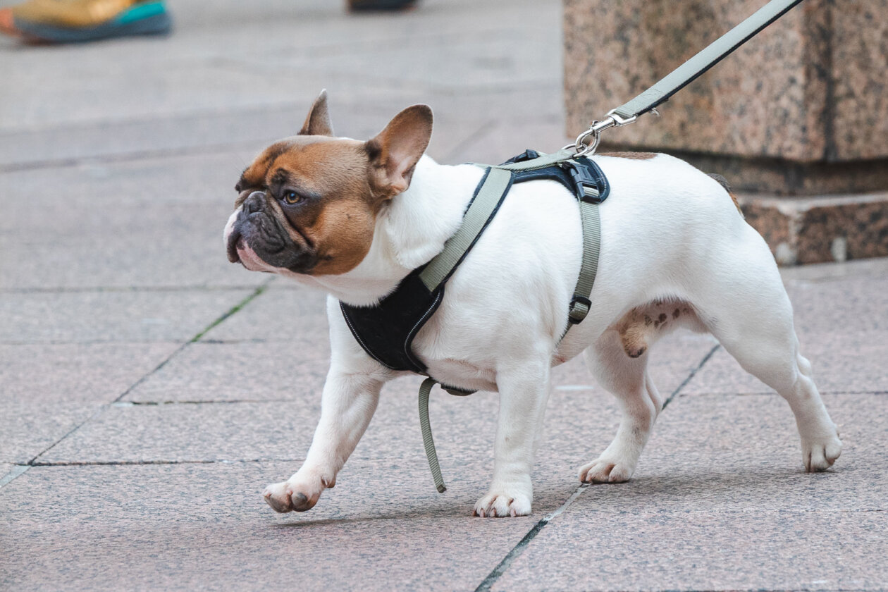 Klikom po Korzu 28.11.-1112