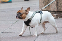 Klikom po Korzu 28.11.-1112